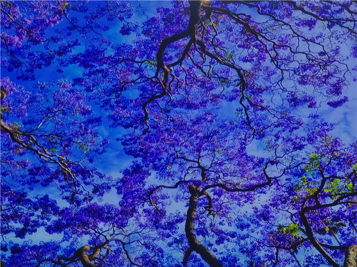 綿陽(yáng)中旅假日旅行社2025年澳洲暨秋季線路品鑒會(huì)